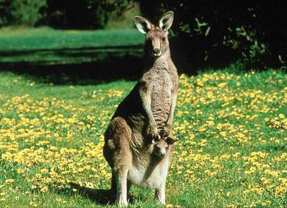 kangaroo-joey.jpg