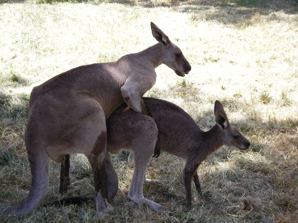 kangaroo-love.jpg