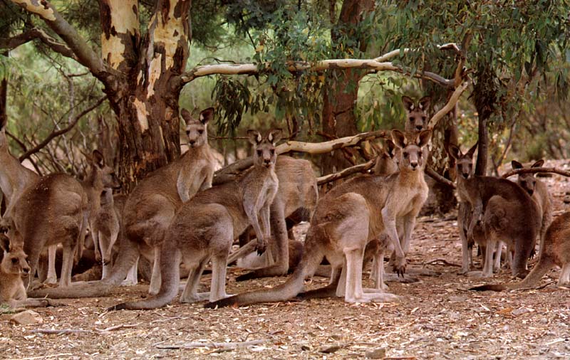 picture of a troop of kangaroos