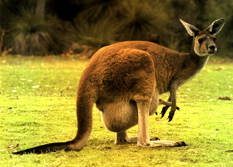 Top 5 Australian Famous Animals