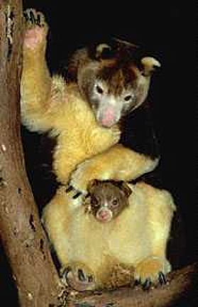 photograph of Matschie's tree kangaroo