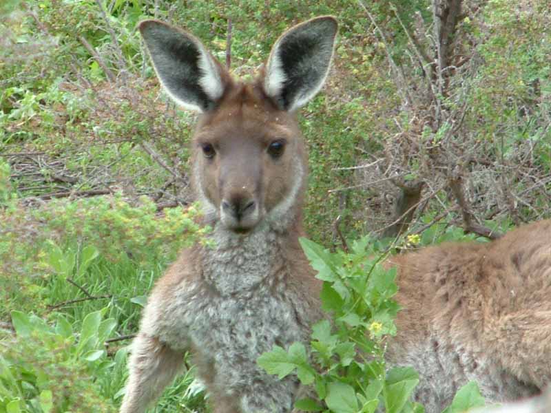 picture of a  kangaroo